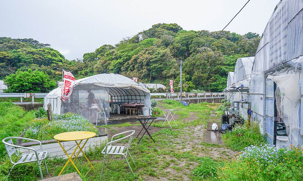 福岡採草莓園推薦，Maemura Farm前村農場40分鐘草莓吃到飽，吃得到天使白草莓~ @緹雅瑪 美食旅遊趣
