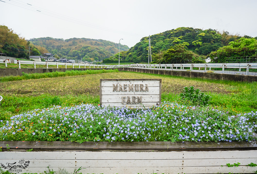 福岡採草莓園推薦，Maemura Farm前村農場40分鐘草莓吃到飽，吃得到天使白草莓~ @緹雅瑪 美食旅遊趣