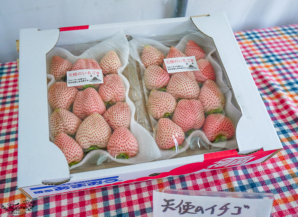 福岡採草莓園推薦，Maemura Farm前村農場40分鐘草莓吃到飽，吃得到天使白草莓~ @緹雅瑪 美食旅遊趣