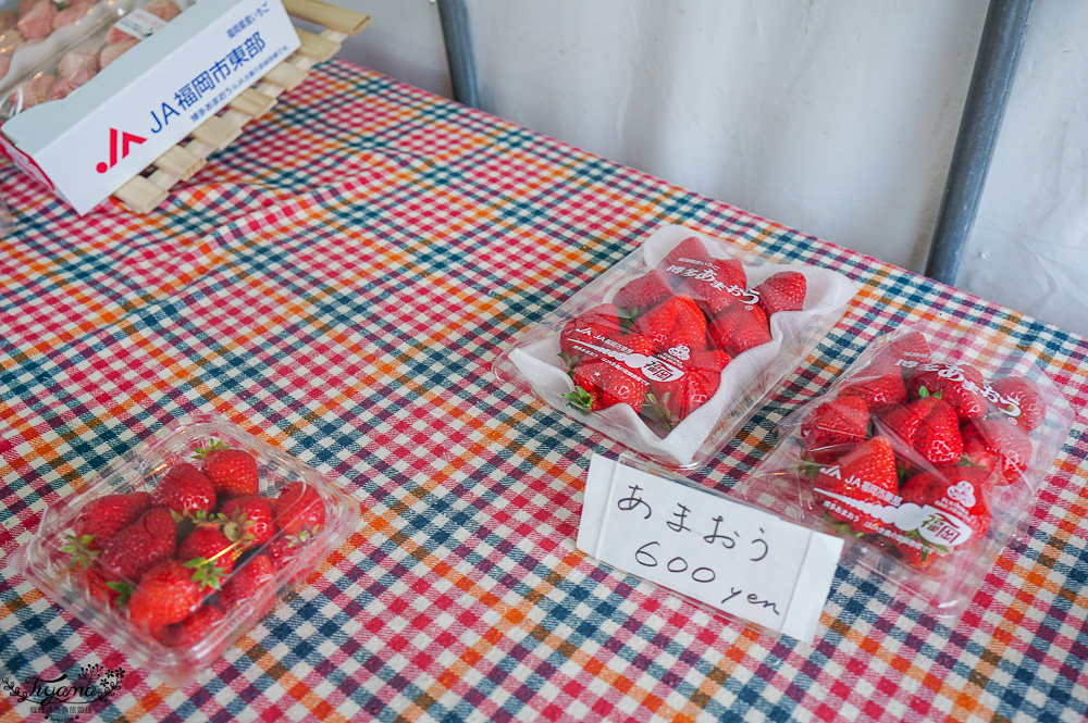 福岡採草莓園推薦，Maemura Farm前村農場40分鐘草莓吃到飽，吃得到天使白草莓~ @緹雅瑪 美食旅遊趣