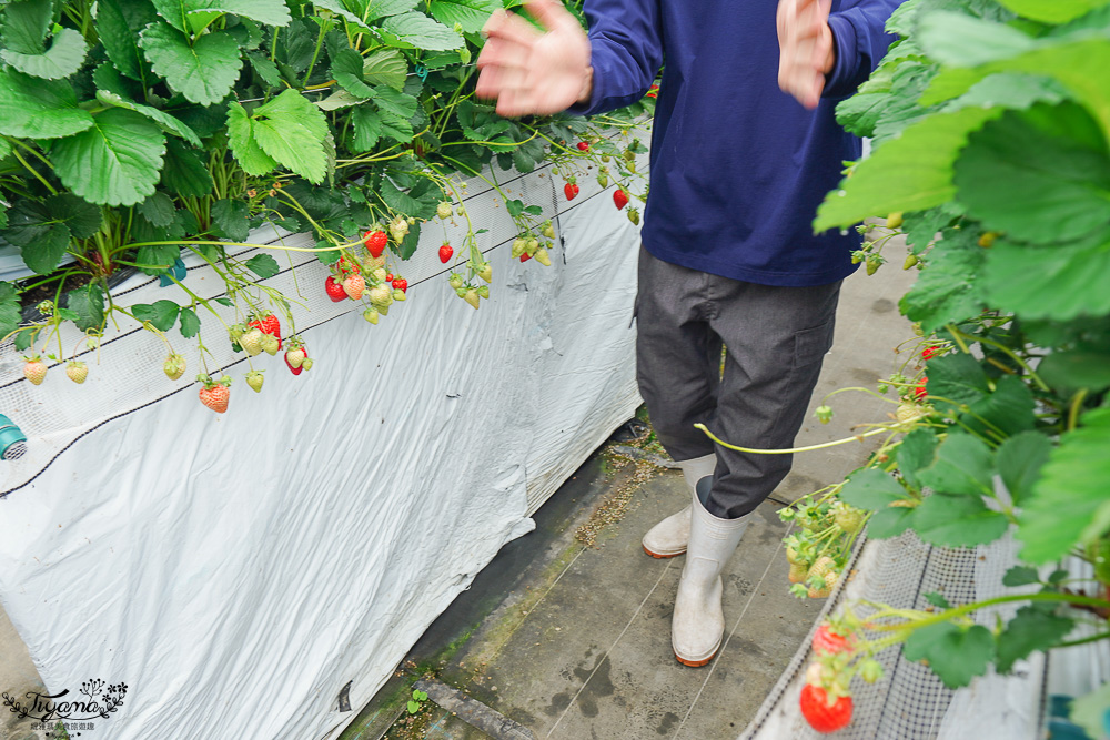 福岡採草莓園推薦，Maemura Farm前村農場40分鐘草莓吃到飽，吃得到天使白草莓~ @緹雅瑪 美食旅遊趣
