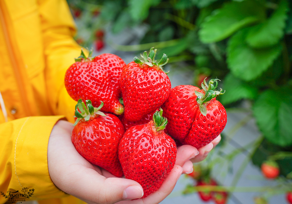 日本採水果吃到飽景點特輯！！收錄6+1個日本現採現吃水果&吃到飽景點，水蜜桃吃到飽、草莓吃到飽、櫻桃吃到飽、哈蜜瓜吃到飽、採麝香葡萄 @緹雅瑪 美食旅遊趣