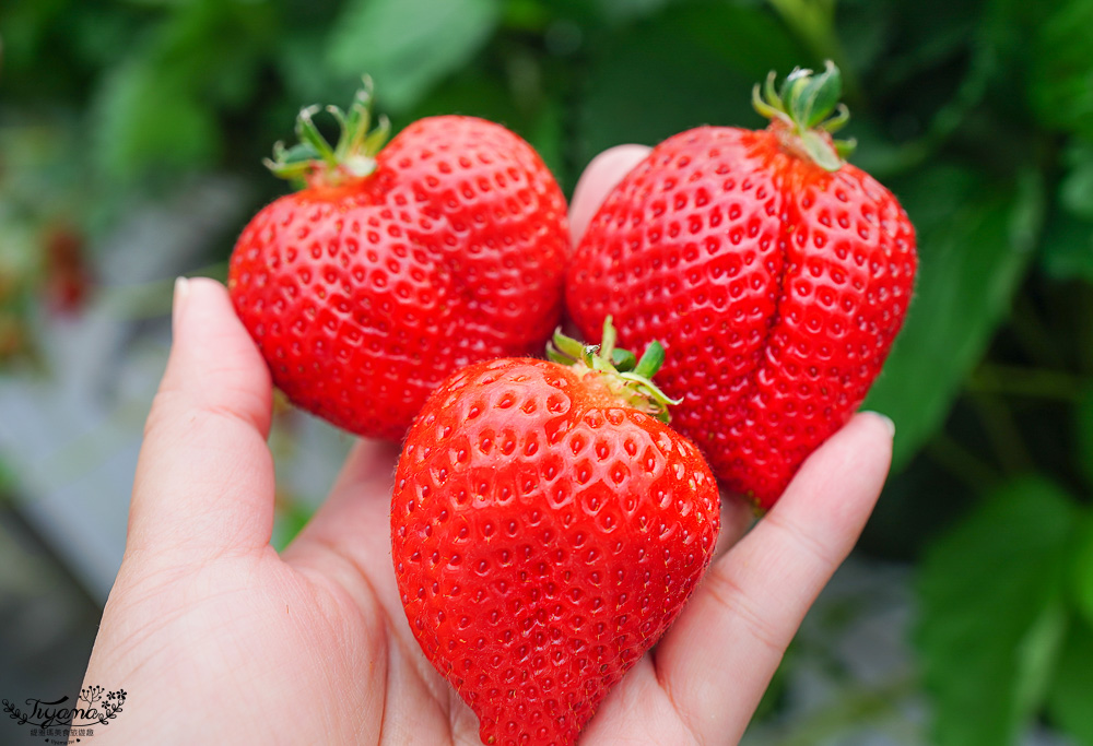 福岡採草莓園推薦，Maemura Farm前村農場40分鐘草莓吃到飽，吃得到天使白草莓~ @緹雅瑪 美食旅遊趣
