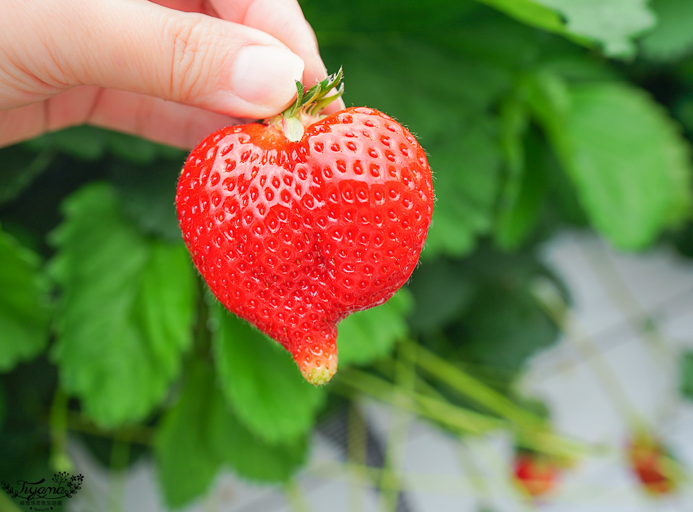 福岡採草莓園推薦，Maemura Farm前村農場40分鐘草莓吃到飽，吃得到天使白草莓~ @緹雅瑪 美食旅遊趣