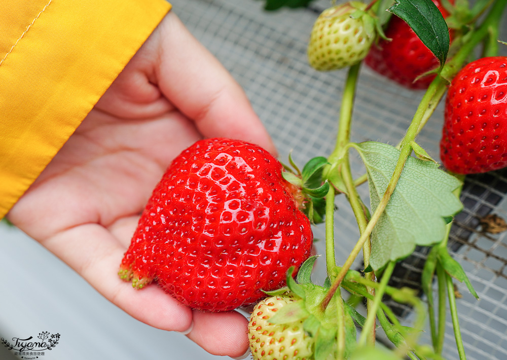 福岡採草莓園推薦，Maemura Farm前村農場40分鐘草莓吃到飽，吃得到天使白草莓~ @緹雅瑪 美食旅遊趣