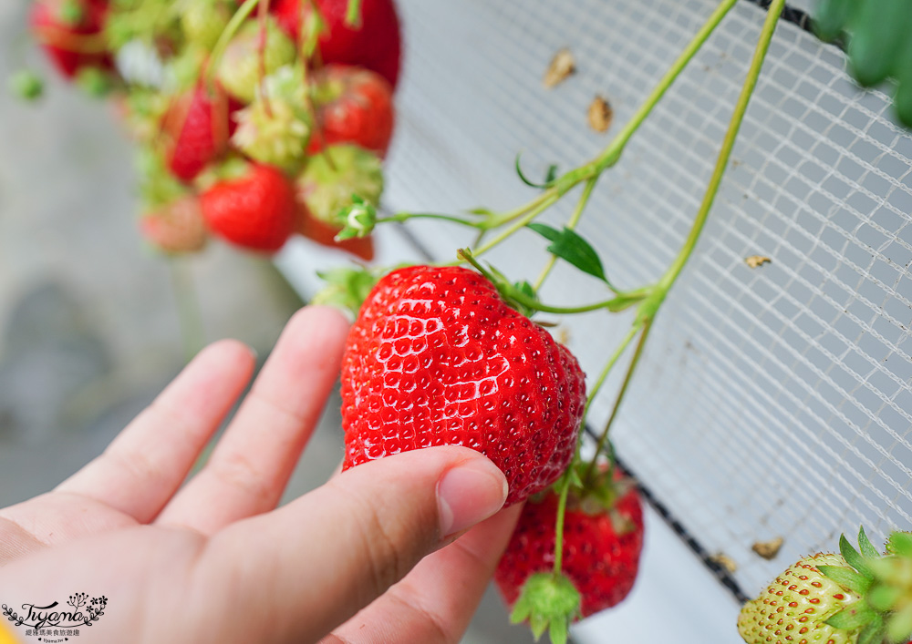 福岡採草莓園推薦，Maemura Farm前村農場40分鐘草莓吃到飽，吃得到天使白草莓~ @緹雅瑪 美食旅遊趣
