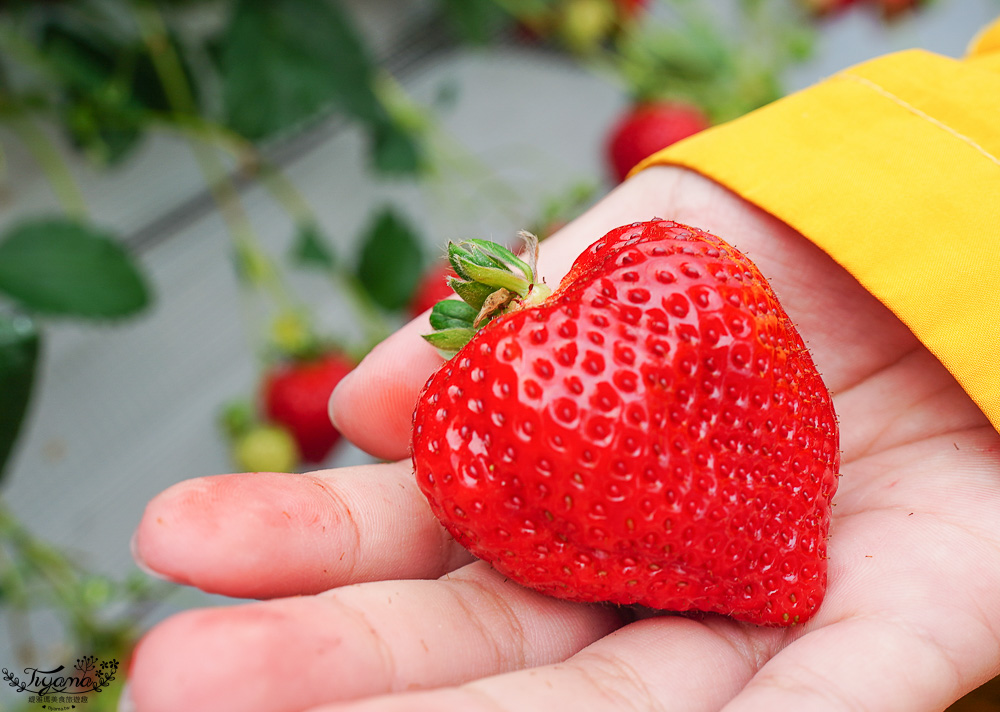 福岡採草莓園推薦，Maemura Farm前村農場40分鐘草莓吃到飽，吃得到天使白草莓~ @緹雅瑪 美食旅遊趣