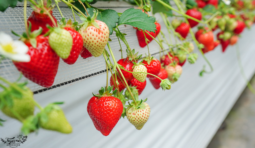 福岡採草莓園推薦，Maemura Farm前村農場40分鐘草莓吃到飽，吃得到天使白草莓~ @緹雅瑪 美食旅遊趣
