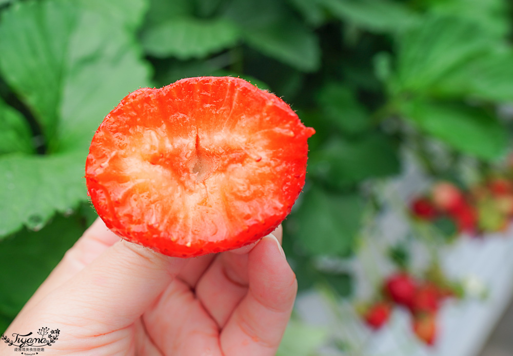 日本採水果吃到飽景點特輯！！收錄6+1個日本現採現吃水果&吃到飽景點，水蜜桃吃到飽、草莓吃到飽、櫻桃吃到飽、哈蜜瓜吃到飽、採麝香葡萄 @緹雅瑪 美食旅遊趣