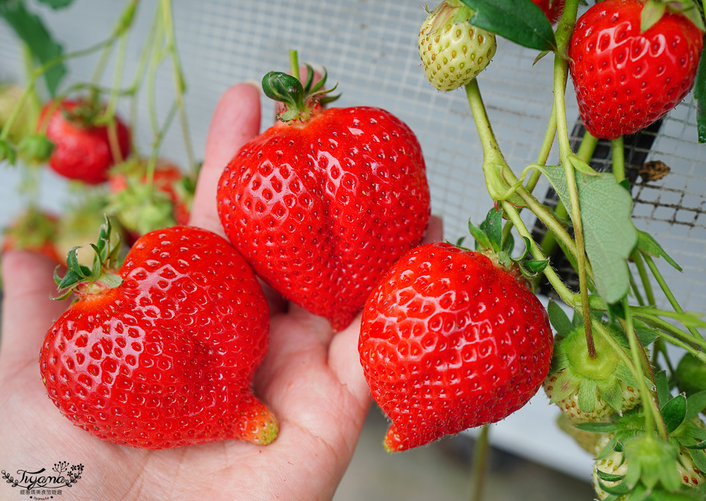 日本採水果吃到飽景點特輯！！收錄6+1個日本現採現吃水果&吃到飽景點，水蜜桃吃到飽、草莓吃到飽、櫻桃吃到飽、哈蜜瓜吃到飽、採麝香葡萄 @緹雅瑪 美食旅遊趣