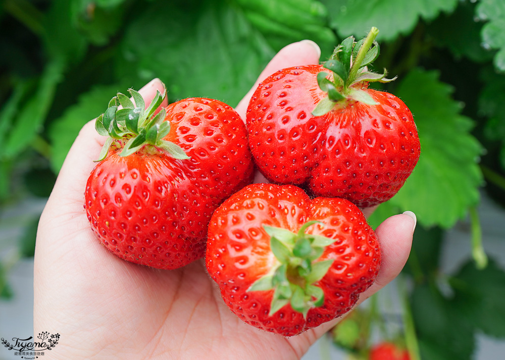 福岡採草莓園推薦，Maemura Farm前村農場40分鐘草莓吃到飽，吃得到天使白草莓~ @緹雅瑪 美食旅遊趣