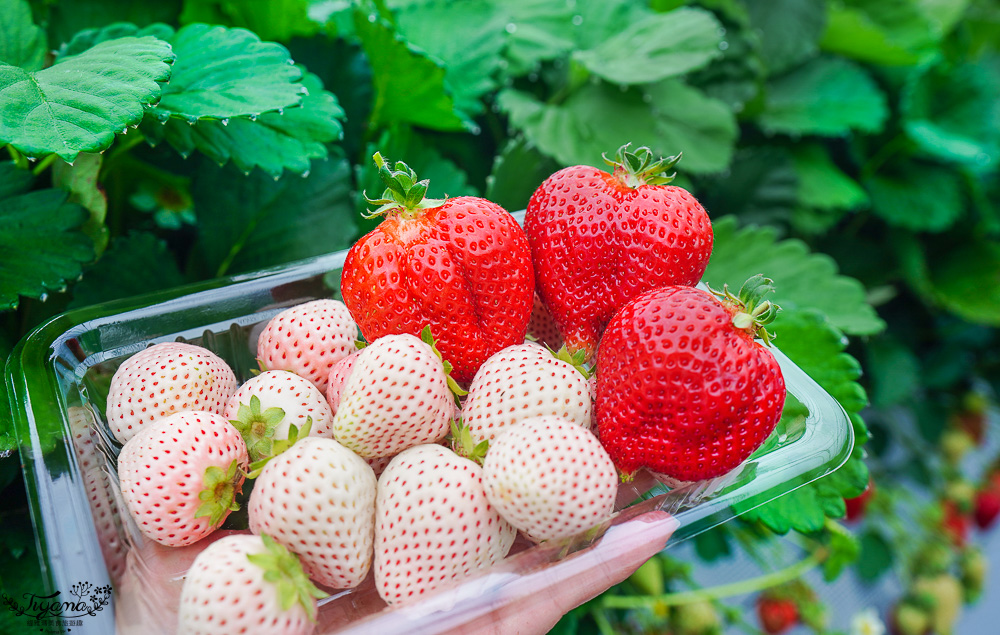 日本採水果吃到飽景點特輯！！收錄6+1個日本現採現吃水果&吃到飽景點，水蜜桃吃到飽、草莓吃到飽、櫻桃吃到飽、哈蜜瓜吃到飽、採麝香葡萄 @緹雅瑪 美食旅遊趣