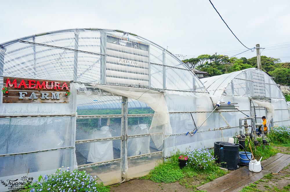福岡採草莓園推薦，Maemura Farm前村農場40分鐘草莓吃到飽，吃得到天使白草莓~ @緹雅瑪 美食旅遊趣