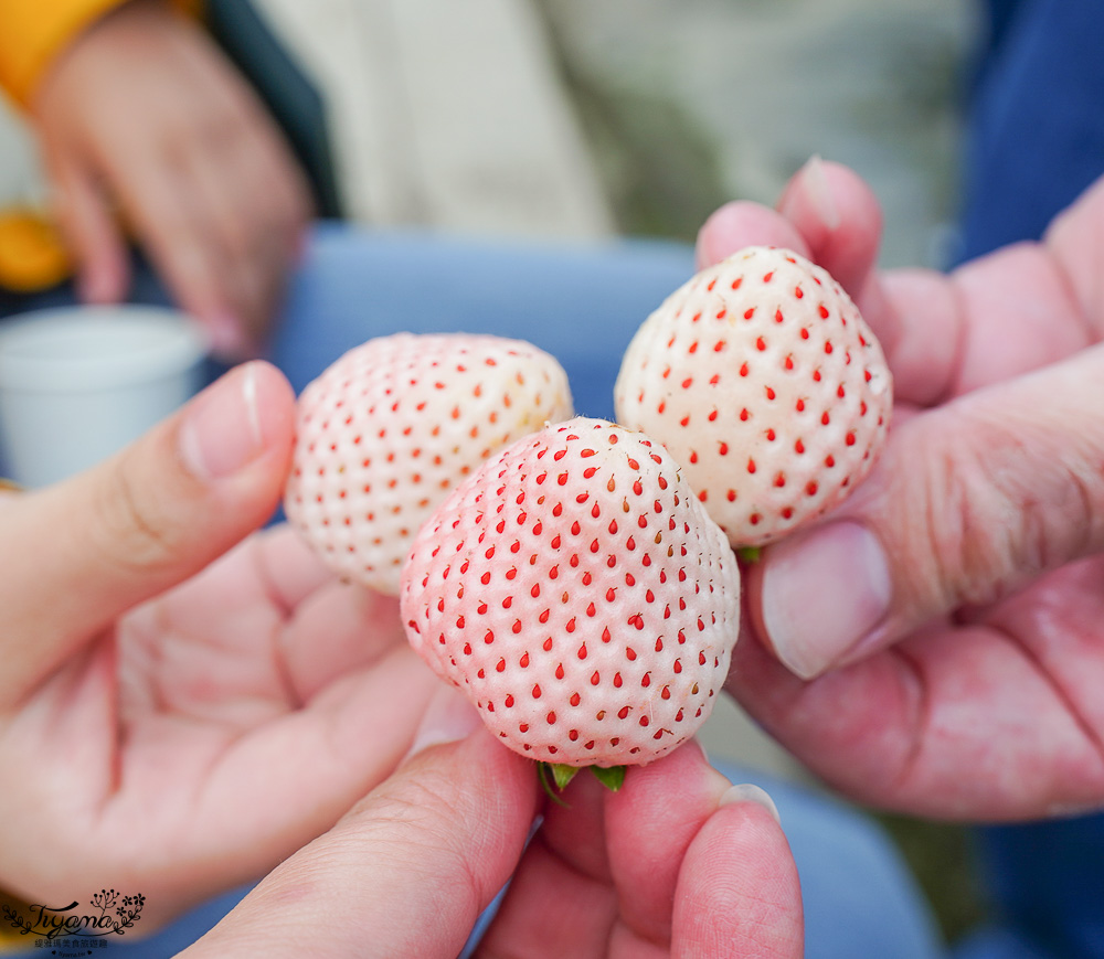 日本採水果吃到飽景點特輯！！收錄6+1個日本現採現吃水果&吃到飽景點，水蜜桃吃到飽、草莓吃到飽、櫻桃吃到飽、哈蜜瓜吃到飽、採麝香葡萄 @緹雅瑪 美食旅遊趣
