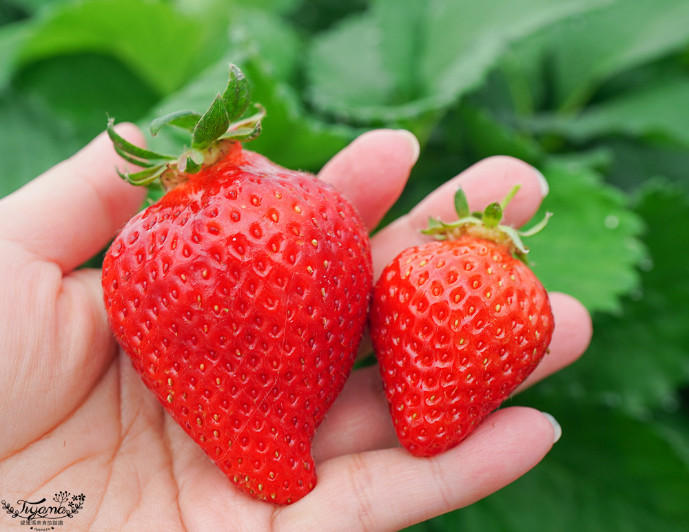 福岡採草莓園推薦，Maemura Farm前村農場40分鐘草莓吃到飽，吃得到天使白草莓~ @緹雅瑪 美食旅遊趣