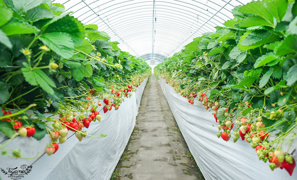 福岡採草莓園推薦，Maemura Farm前村農場40分鐘草莓吃到飽，吃得到天使白草莓~ @緹雅瑪 美食旅遊趣