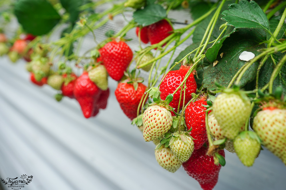福岡採草莓園推薦，Maemura Farm前村農場40分鐘草莓吃到飽，吃得到天使白草莓~ @緹雅瑪 美食旅遊趣
