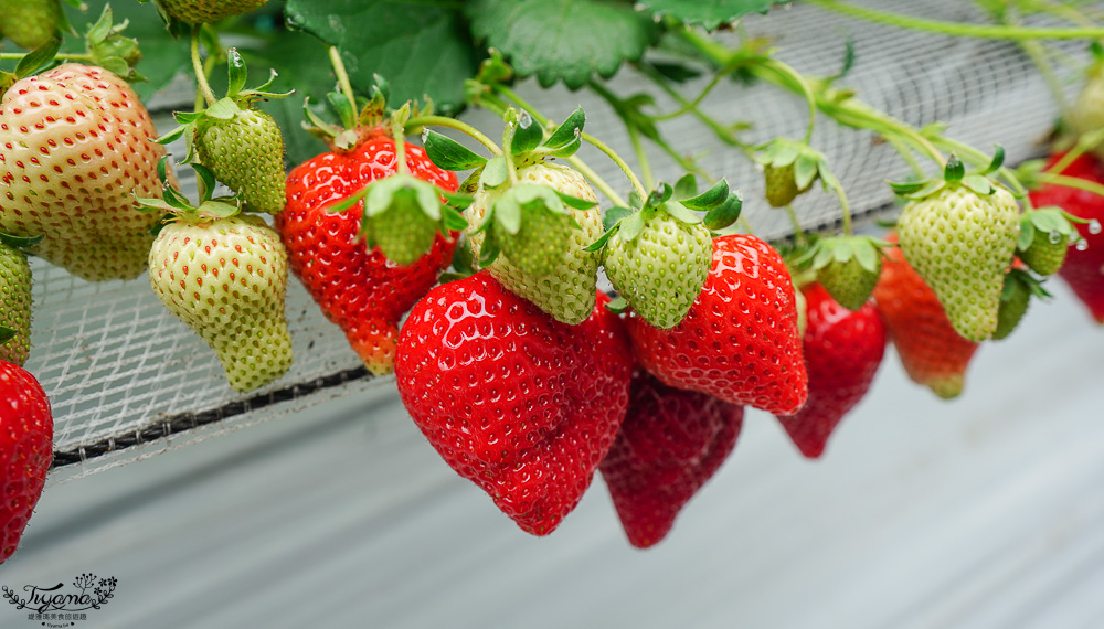 福岡採草莓園推薦，Maemura Farm前村農場40分鐘草莓吃到飽，吃得到天使白草莓~ @緹雅瑪 美食旅遊趣