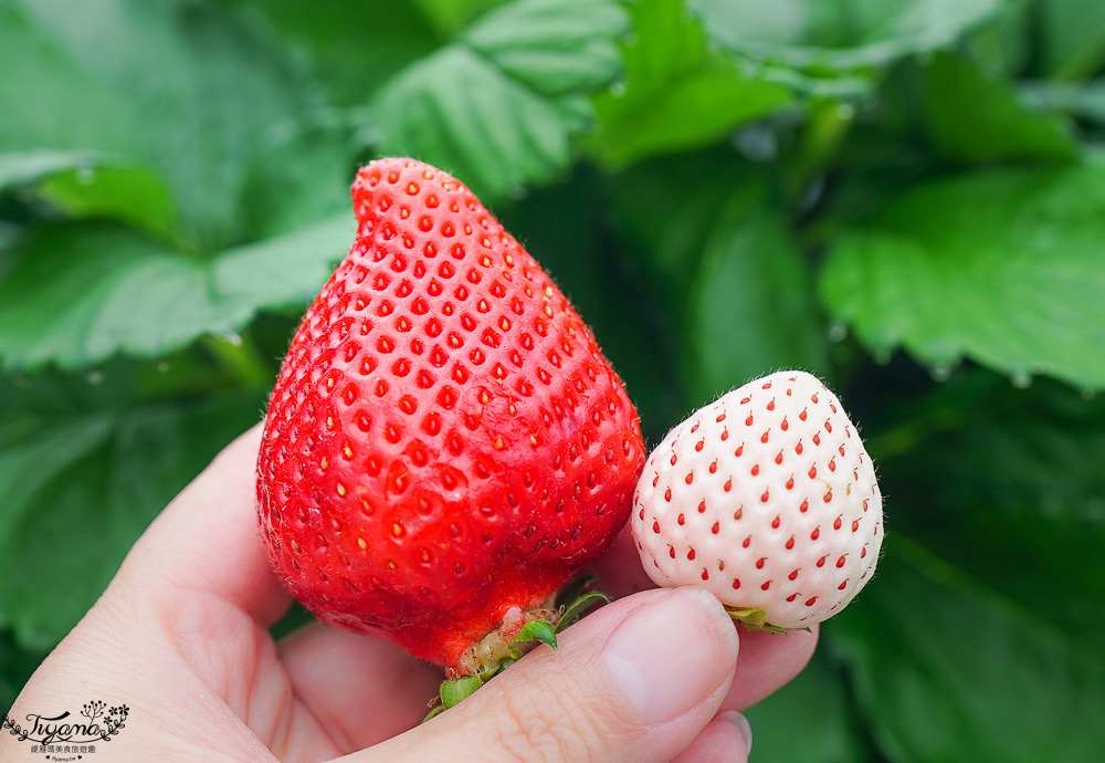 福岡採草莓園推薦，Maemura Farm前村農場40分鐘草莓吃到飽，吃得到天使白草莓~ @緹雅瑪 美食旅遊趣
