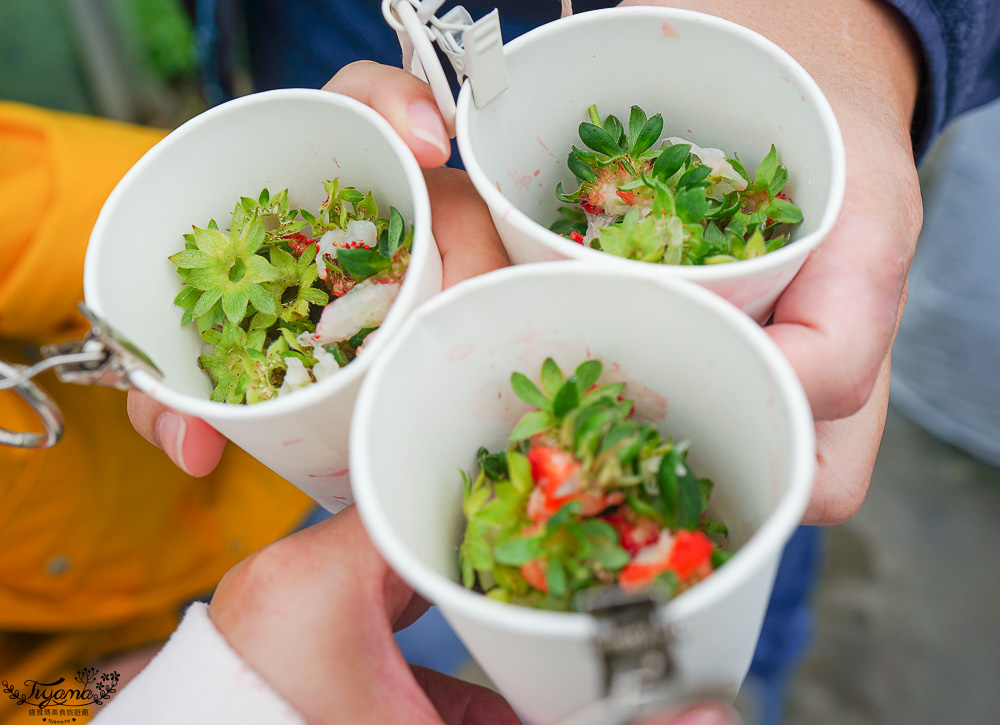 福岡採草莓園推薦，Maemura Farm前村農場40分鐘草莓吃到飽，吃得到天使白草莓~ @緹雅瑪 美食旅遊趣