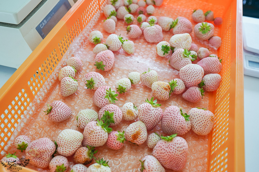 福岡採草莓園推薦，Maemura Farm前村農場40分鐘草莓吃到飽，吃得到天使白草莓~ @緹雅瑪 美食旅遊趣