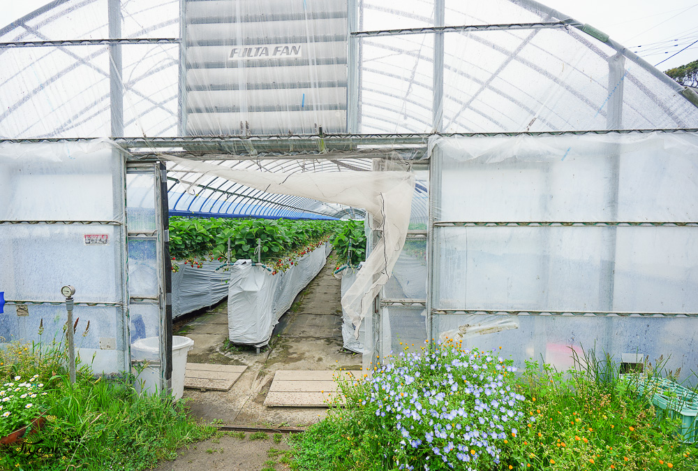 福岡採草莓園推薦，Maemura Farm前村農場40分鐘草莓吃到飽，吃得到天使白草莓~ @緹雅瑪 美食旅遊趣