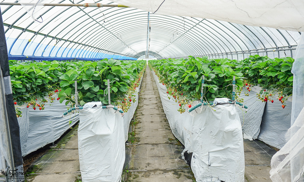 福岡採草莓園推薦，Maemura Farm前村農場40分鐘草莓吃到飽，吃得到天使白草莓~ @緹雅瑪 美食旅遊趣