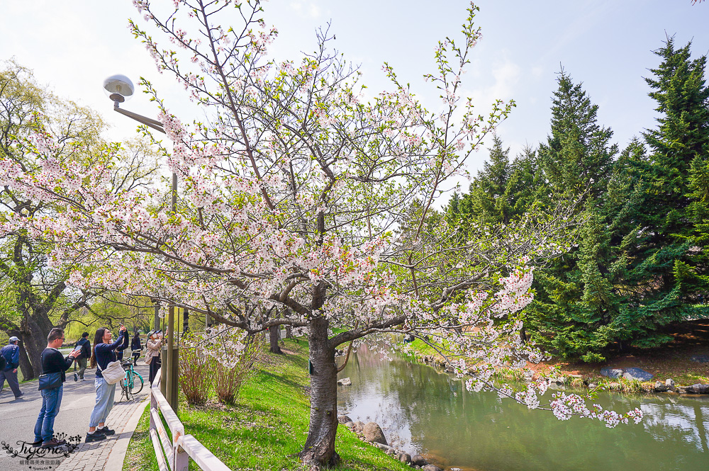 札幌賞櫻景點「中島公園」，櫻花下的豐平館、札幌市天文台，絕美櫻花步道 @緹雅瑪 美食旅遊趣