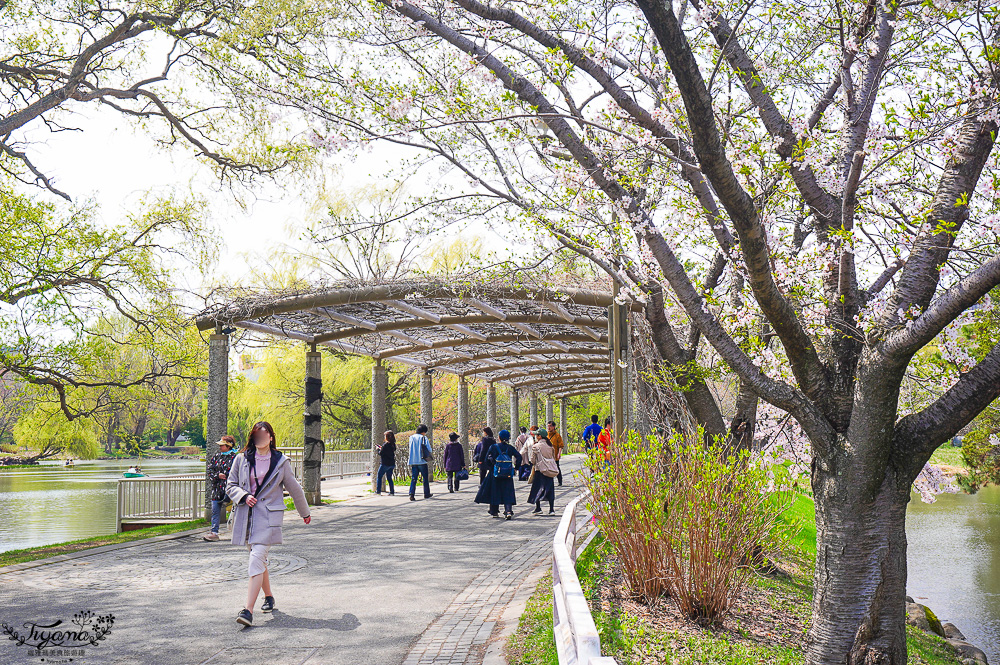札幌賞櫻景點「中島公園」，櫻花下的豐平館、札幌市天文台，絕美櫻花步道 @緹雅瑪 美食旅遊趣
