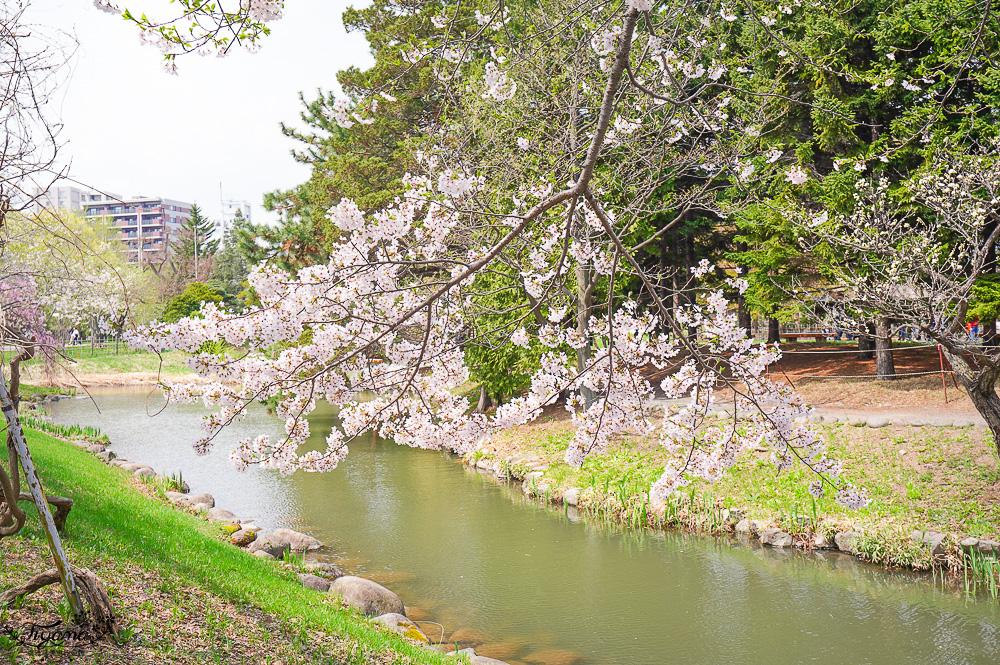 札幌賞櫻景點「中島公園」，櫻花下的豐平館、札幌市天文台，絕美櫻花步道 @緹雅瑪 美食旅遊趣
