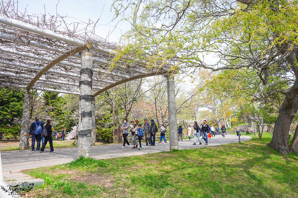 札幌賞櫻景點「中島公園」，櫻花下的豐平館、札幌市天文台，絕美櫻花步道 @緹雅瑪 美食旅遊趣
