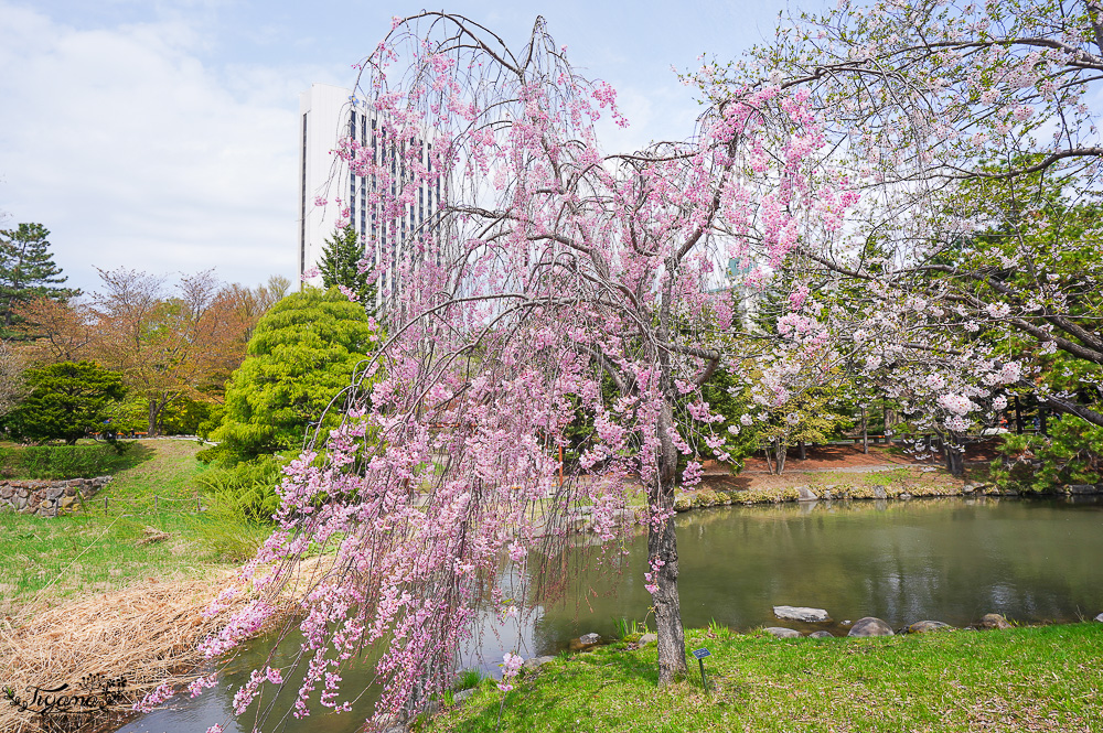 札幌賞櫻景點「中島公園」，櫻花下的豐平館、札幌市天文台，絕美櫻花步道 @緹雅瑪 美食旅遊趣