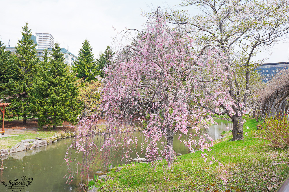 札幌賞櫻景點「中島公園」，櫻花下的豐平館、札幌市天文台，絕美櫻花步道 @緹雅瑪 美食旅遊趣