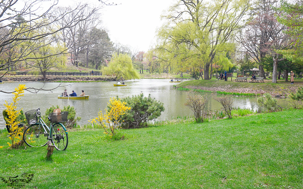 札幌賞櫻景點「中島公園」，櫻花下的豐平館、札幌市天文台，絕美櫻花步道 @緹雅瑪 美食旅遊趣