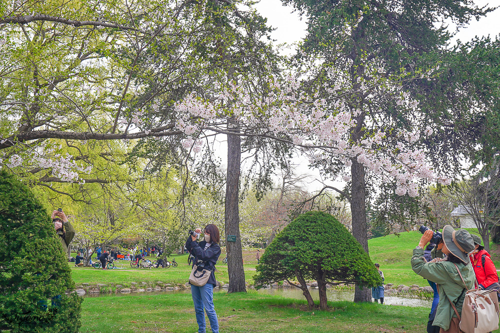 札幌賞櫻景點「中島公園」，櫻花下的豐平館、札幌市天文台，絕美櫻花步道 @緹雅瑪 美食旅遊趣