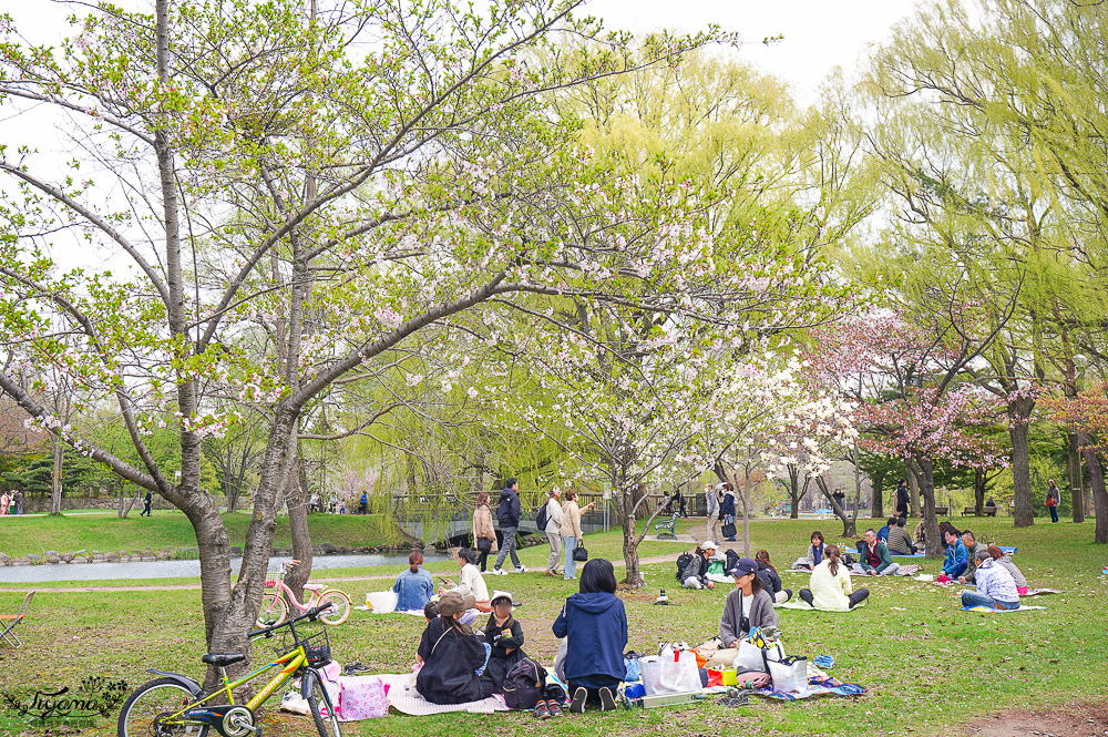 札幌賞櫻景點「中島公園」，櫻花下的豐平館、札幌市天文台，絕美櫻花步道 @緹雅瑪 美食旅遊趣