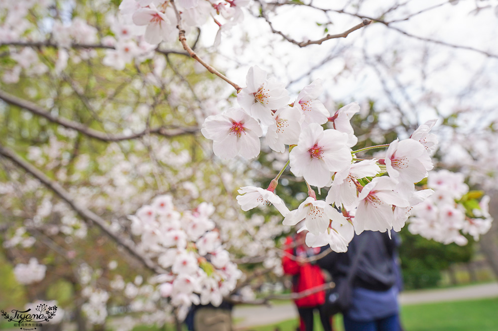 札幌賞櫻景點「中島公園」，櫻花下的豐平館、札幌市天文台，絕美櫻花步道 @緹雅瑪 美食旅遊趣