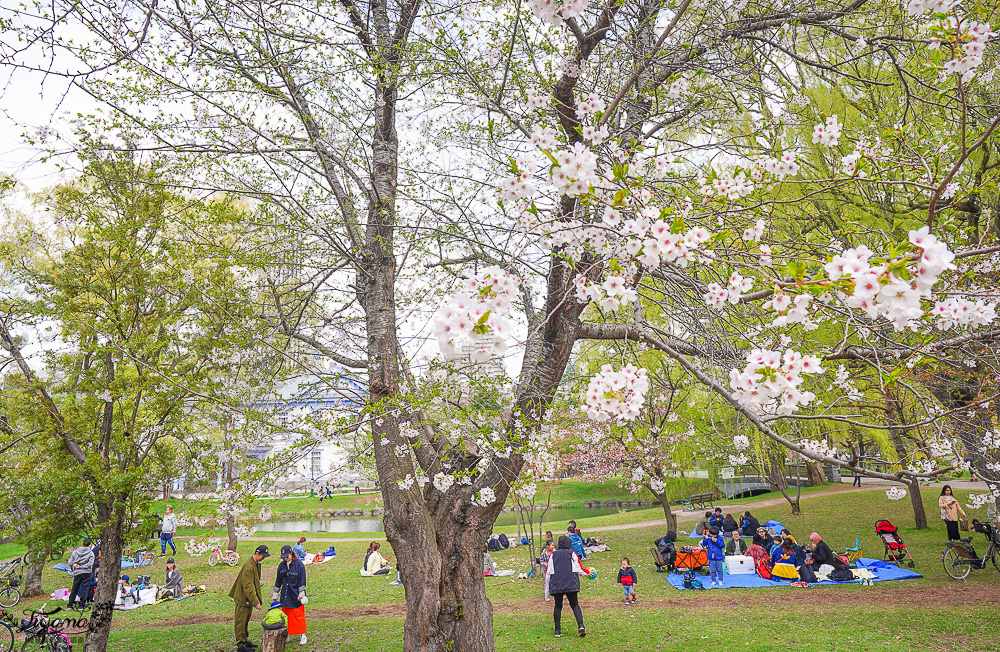 札幌賞櫻景點「中島公園」，櫻花下的豐平館、札幌市天文台，絕美櫻花步道 @緹雅瑪 美食旅遊趣