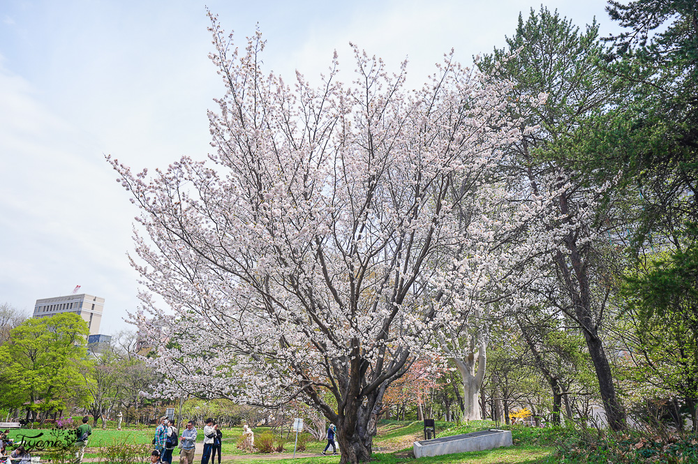 札幌賞櫻景點「中島公園」，櫻花下的豐平館、札幌市天文台，絕美櫻花步道 @緹雅瑪 美食旅遊趣