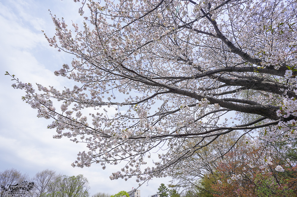 札幌賞櫻景點「中島公園」，櫻花下的豐平館、札幌市天文台，絕美櫻花步道 @緹雅瑪 美食旅遊趣
