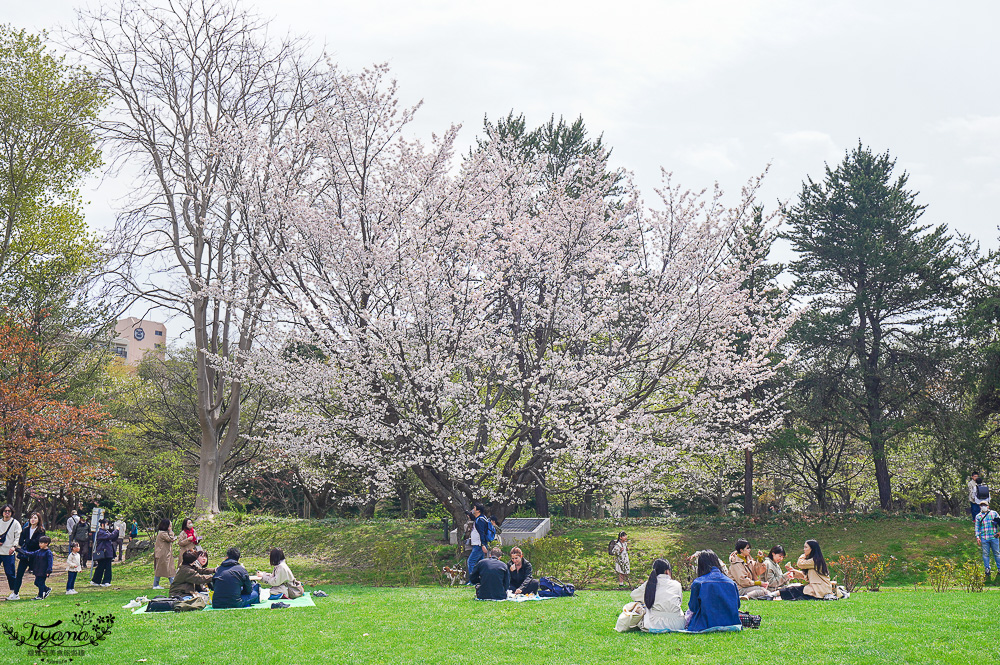 札幌賞櫻景點「中島公園」，櫻花下的豐平館、札幌市天文台，絕美櫻花步道 @緹雅瑪 美食旅遊趣