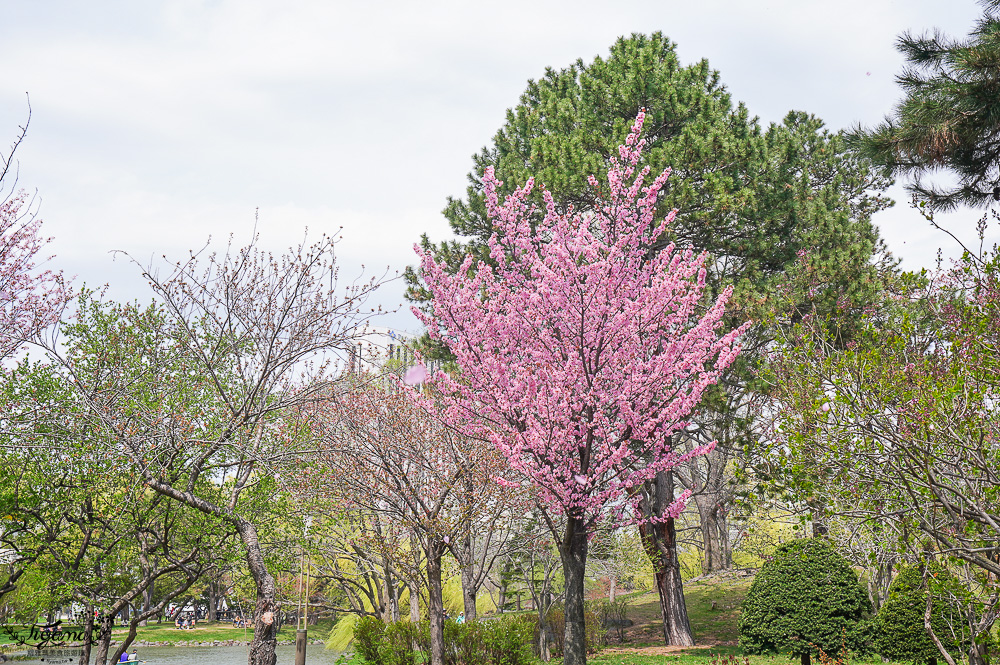 札幌賞櫻景點「中島公園」，櫻花下的豐平館、札幌市天文台，絕美櫻花步道 @緹雅瑪 美食旅遊趣