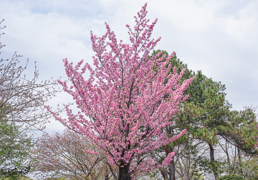 札幌賞櫻景點「中島公園」，櫻花下的豐平館、札幌市天文台，絕美櫻花步道 @緹雅瑪 美食旅遊趣
