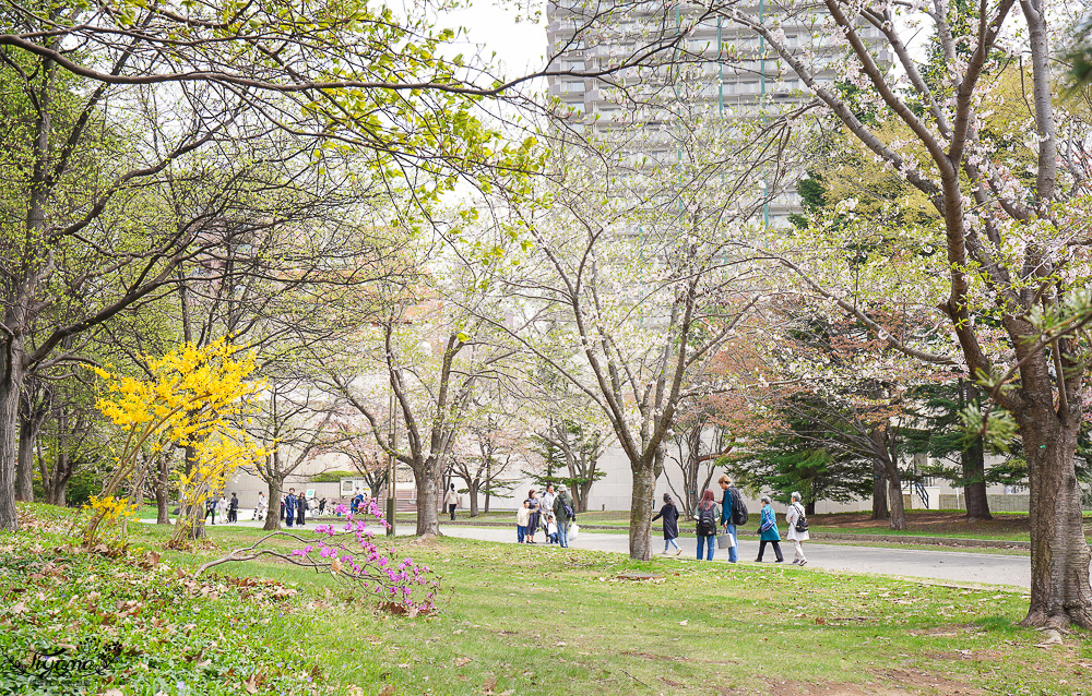 札幌賞櫻景點「中島公園」，櫻花下的豐平館、札幌市天文台，絕美櫻花步道 @緹雅瑪 美食旅遊趣