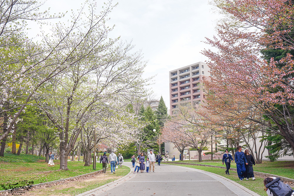 札幌賞櫻景點「中島公園」，櫻花下的豐平館、札幌市天文台，絕美櫻花步道 @緹雅瑪 美食旅遊趣