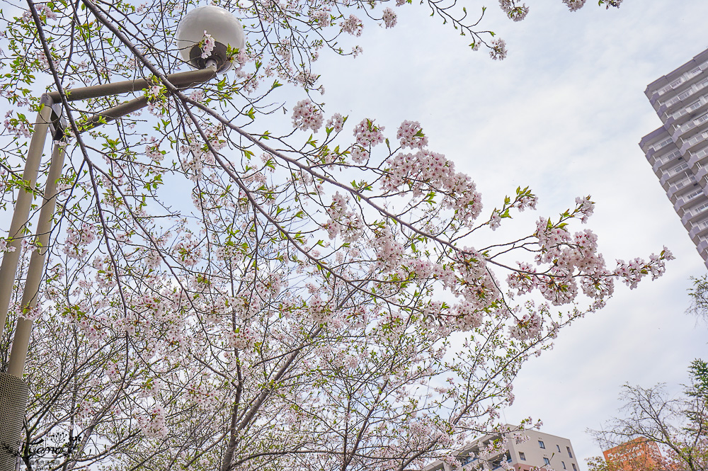 札幌賞櫻景點「中島公園」，櫻花下的豐平館、札幌市天文台，絕美櫻花步道 @緹雅瑪 美食旅遊趣