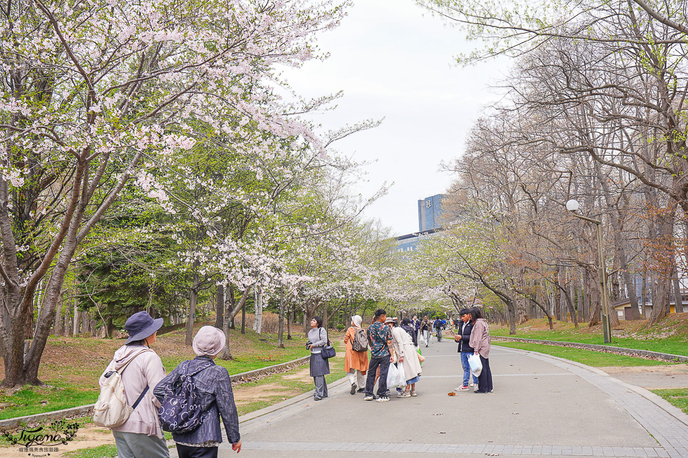 札幌賞櫻景點「中島公園」，櫻花下的豐平館、札幌市天文台，絕美櫻花步道 @緹雅瑪 美食旅遊趣