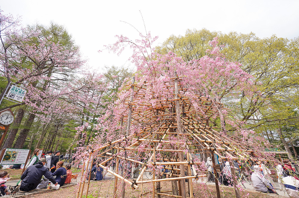 北海道札幌円山公園（圓山公園）、北海道神宮賞櫻之旅！！參拜前先吃祭典美景，賞梅.櫻花散策 @緹雅瑪 美食旅遊趣