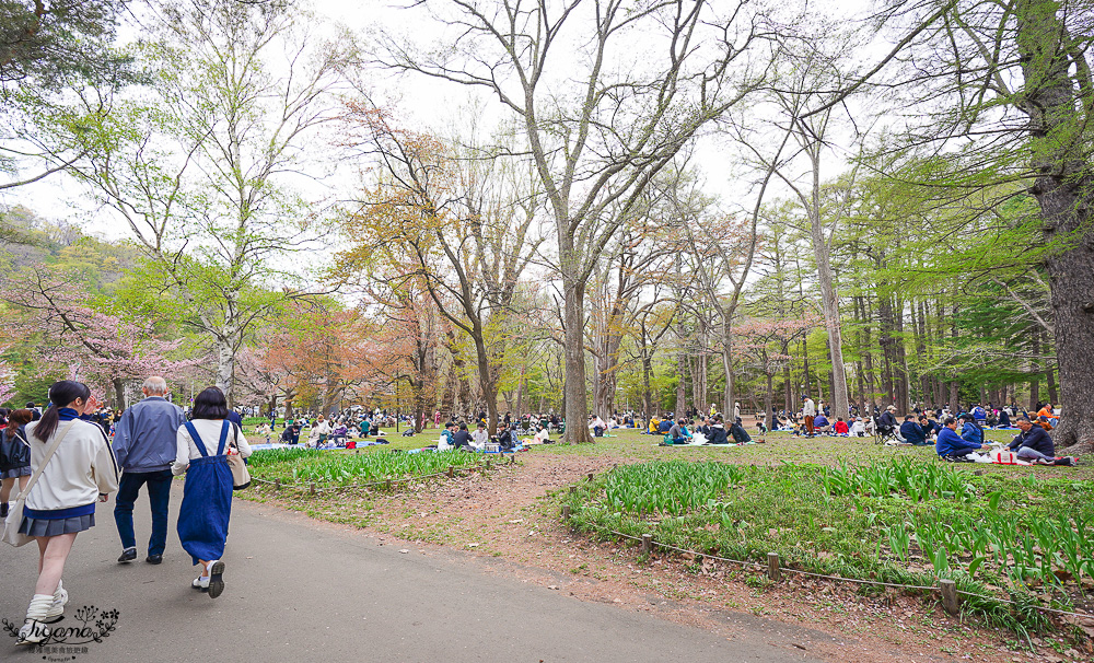 北海道札幌円山公園（圓山公園）、北海道神宮賞櫻之旅！！參拜前先吃祭典美景，賞梅.櫻花散策 @緹雅瑪 美食旅遊趣