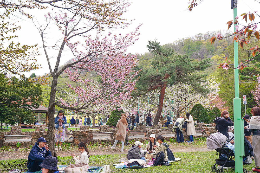 北海道札幌円山公園（圓山公園）、北海道神宮賞櫻之旅！！參拜前先吃祭典美景，賞梅.櫻花散策 @緹雅瑪 美食旅遊趣